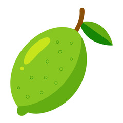 finger lime vector on white