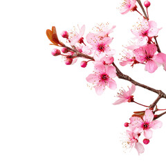 Close-up of blossoming cherry tree branch