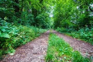 Ground road in a forest, beautiful nature and many green trees