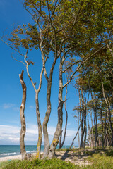 Der Darßwald bei Ahrenshoop auf dem Darß an der Ostsee