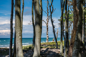 Der Darßwald trifft auf die Ostsee, am Weststrand bei Ahrenshoop auf dem Darß