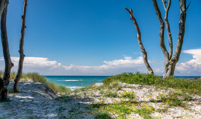 Der Darßwald trifft auf die Ostsee, am Weststrand bei Ahrenshoop auf dem Darß
