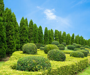 Topiary trees decoration park on blue sky background, green leaves garden plant outdoor spring time...