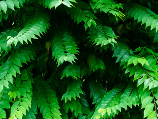 Star gooseberry leaf background summer mockup abstract dark green nature gradient forest spring season, fresh growth tree, card for forest envionronment ecosystem zero carbon change, summer template.