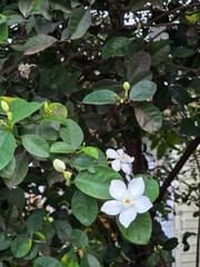 Close-up of white Jasmine flower blooming on green foliage background