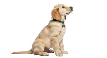 Isolated Golden Retriever Puppy Sitting