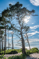 Obraz premium Blick zwischen den Bäumen des Darßwaldes auf den Weststrand auf dem Darß bei Ahrenshoop im Sommer