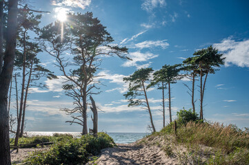 Blick zwischen den B&auml;umen des Dar&szlig;waldes auf den Weststrand auf dem Dar&szlig; bei Ahrenshoop im Sommer