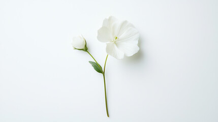 A single Maisonâ€™s flower placed on a pure white background. 