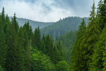 beautiful and dramatic landscape with mountains and forest against a cloudy sky