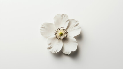 Obraz premium A single Maisonâ€™s flower placed on a pure white background. 