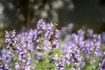 Lilas