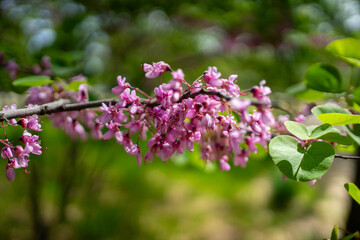 Flores rosas