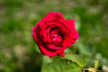 Rosa Roja