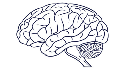 human brain vector illustration
