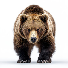 Obraz premium Brown bear standing on hind legs.