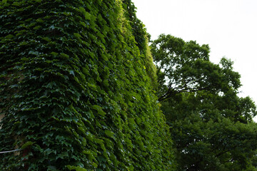 Green Photography