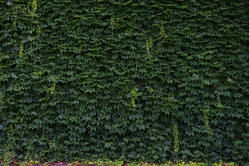 Green Photography