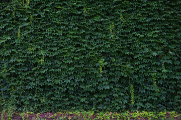 Green Photography