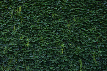 Green Photography