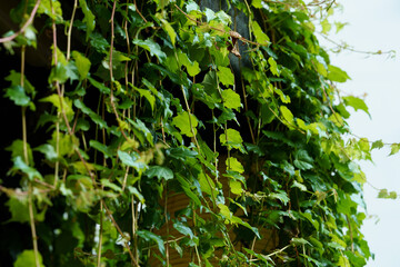Green Photography