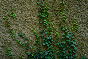 Green Photography