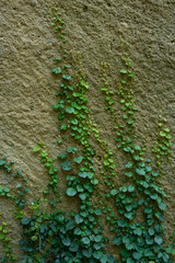 Green Photography