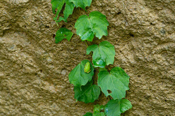 Green Photography