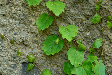 Green Photography