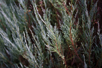 Green Photography
