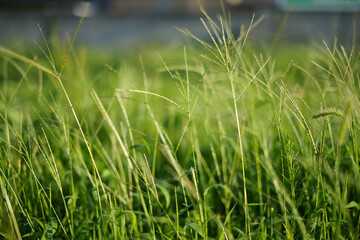 Green Photography
