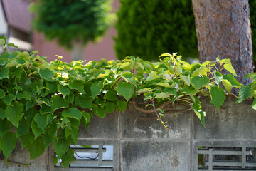 Green Photography