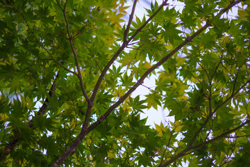 Close-up of Green Leaves Texture（緑の葉のクローズアップテクスチャ）