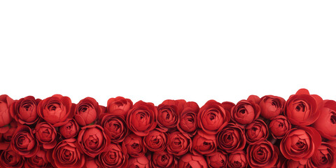 A field of vibrant red roses isolated on transparent background