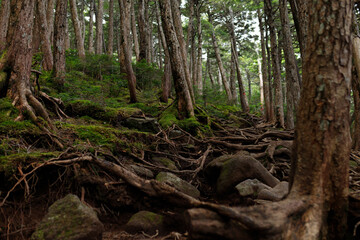 Mossy Forest Landscape（苔むした森の風景）