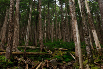 Mossy Forest Landscape（苔むした森の風景）