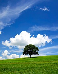 Obraz premium Single tree on a grassy hill under a blue sky