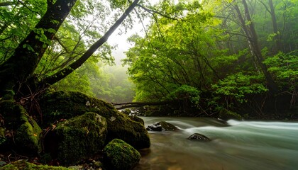 A tranquil stream meanders through a lush, mossy forest, bathed in soft, diffused light.