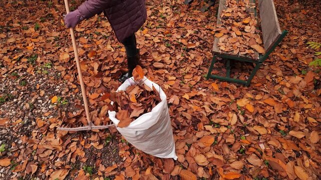 Woman cleaning garden from fallen autumn leaves.