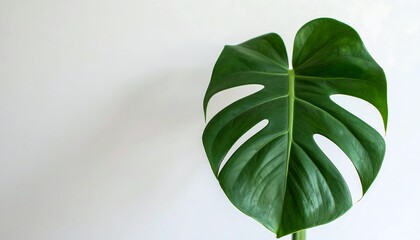 Lush green leaf against a plain background.