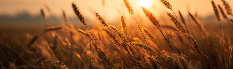 Autumn grasses sway in sunset glow, warm golden atmosphere, for nature - themed decor materials.
