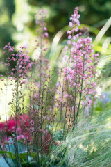 Obraz premium Summer flowers in the garden bed. 