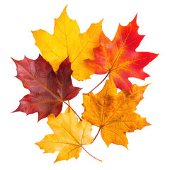 Obraz premium A cluster of beautifully colored autumn maple leaves on a black backdrop.