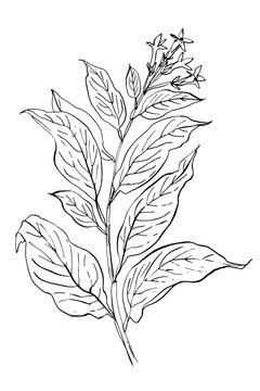 Hand Drawn Tobacco Plant &ndash; Nicotiana Tabacum Botanical Line Art Illustration