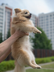 Cute Pomeranian on a walk.