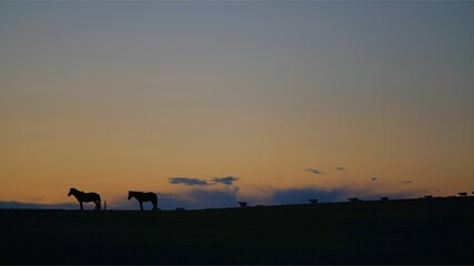 馬と羊の丘
