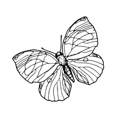 Graceful butterfly with wings, black and white sketch. Vector illustration. Silhouette of a summer insect, isolated on a white background. The theme of insects, spring, romance and love