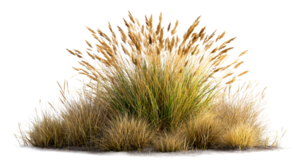 Golden Reeds Swaying in Gentle Breezes Against a White Background, cut out transparent