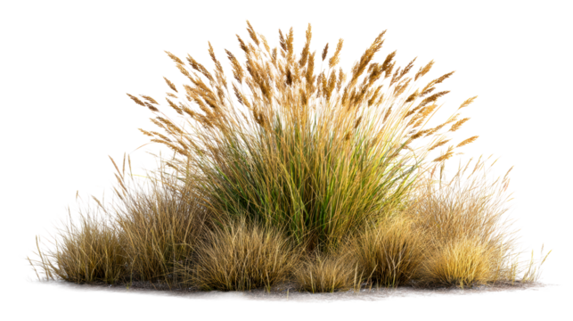 Golden Reeds Swaying in Gentle Breezes Against a White Background, cut out transparent