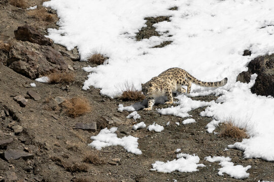 Snow leopard in rocky snowy terrain Hemis National Park Ladakh India